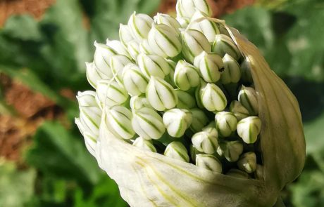 Knoblauch (c) waldsoft
