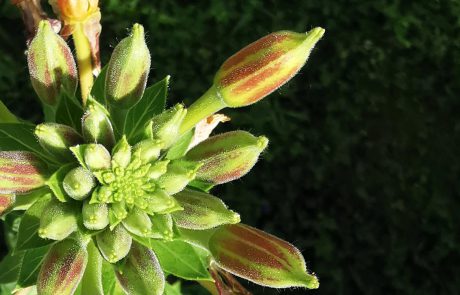 Nachtkerze Alien 160018 (c) waldsoft