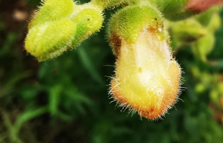 Nachtkerze Alien 160432 (c) waldsoft