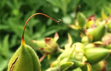 Nachtkerze Alien 160623 (c) waldsoft