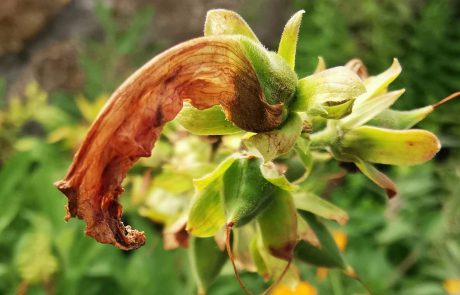 Nachtkerze Alien 160611 (c)waldsoft