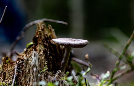 Meloner Au (c) Martin Lugmayr