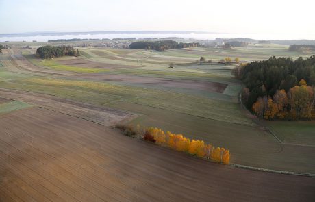 Birken im Herbst, nahe Zwettl (c) waldsoft