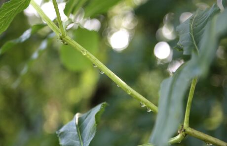 Regen Holunder_3849